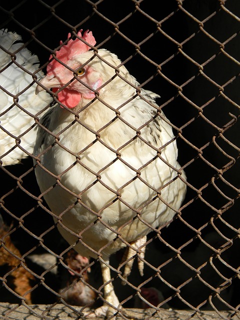 比赛回顾 比赛回顾